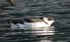 Es localitzen gavots al Port de Cambrils, un ocell marí molt semblant al pingüí