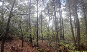El projecte «Rumiar» de la Diputació millorarà zones forestals de les Muntanyes de Prades per preservar aquest espai natural