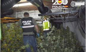 Desmantellen un cultiu de 300 plantes de cànnabis en una casa de Vilafortuny