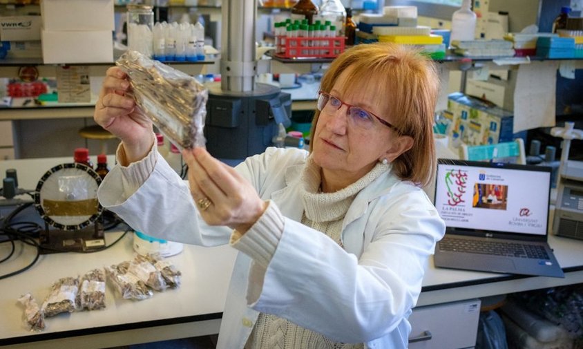 La investigadora del Departament de Bioquímica i Biotecnologia de la URV, Francesca Fort, ensenyant algunes de les mostres que s'analitzaran en un estudi genètic