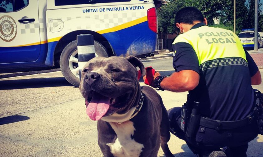 Un agent de la Policia Local amb un gos d'una raça catalogada com a "perillosa"