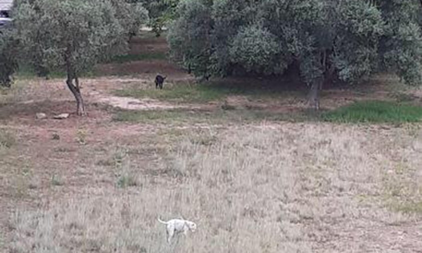 Gossos sense lligar a la zona verda entre el carrer Anoia i Gaià