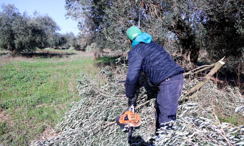 Un treballador tallant branques d'oliveres durant l'esporga