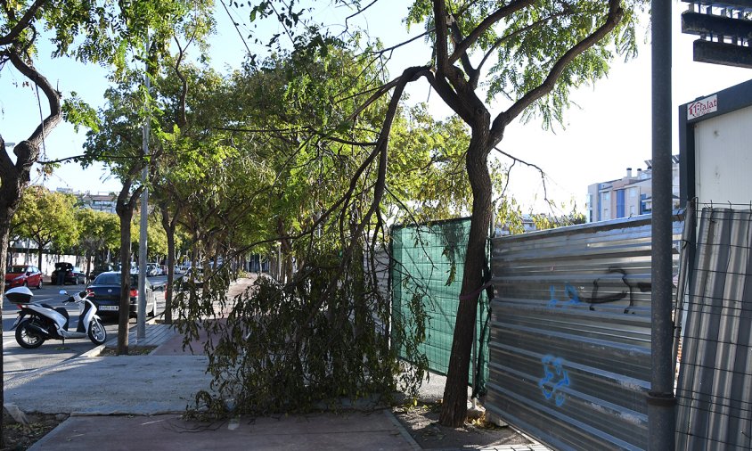 Imatge d'una branca trencada d'un arbre de l'avinguda de la Llosa