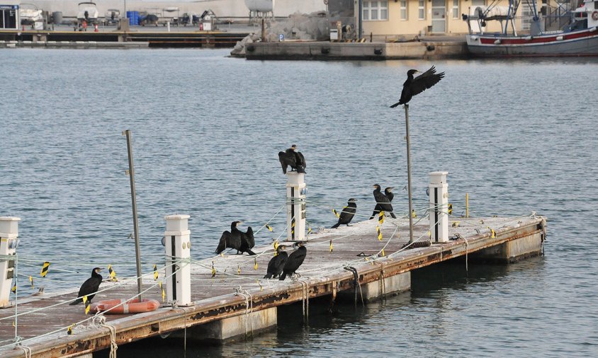 Corbs marins a un dels pantalans del port, ahir a la tarda