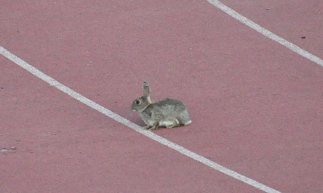 Un conill al tartan de la pista d'atletisme municipal, ahir al vespre