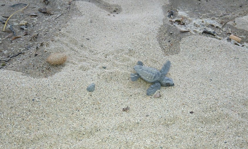 Imatge d'una cria de tortuga babaua trobada a la platja de l'Ardiaca de Cambrils, el setembre de 2018