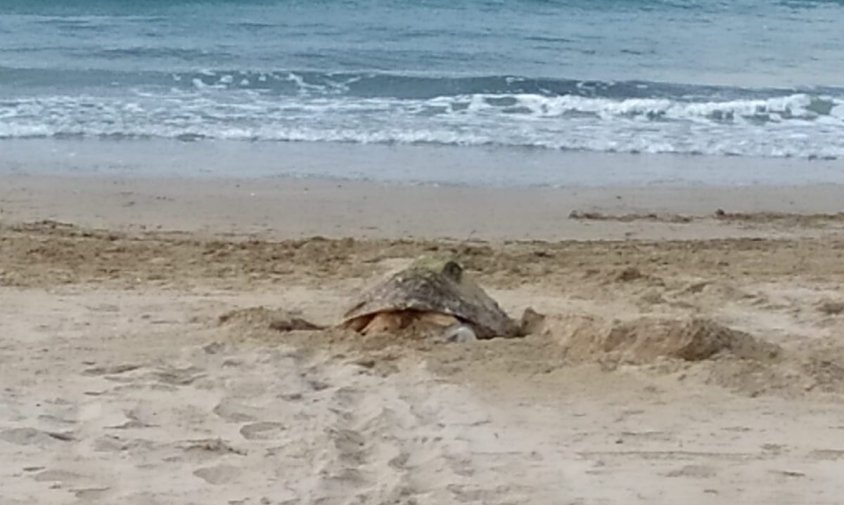 Imatge de la tortuga careta que ha posat ous a la platja de La Pineda