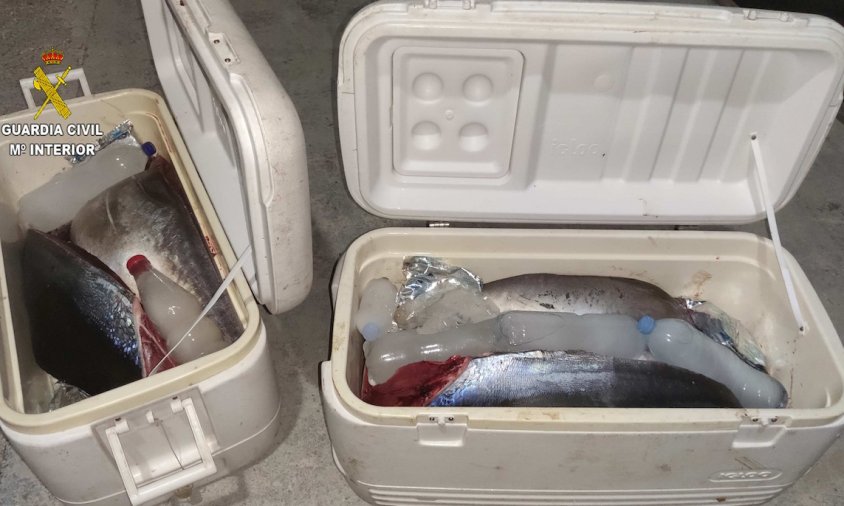 Imatge de les neveres amb les tonyines vermelles confiscades per la Guàrdia Civil a un pescador a l'Hospitalet de l'Infant