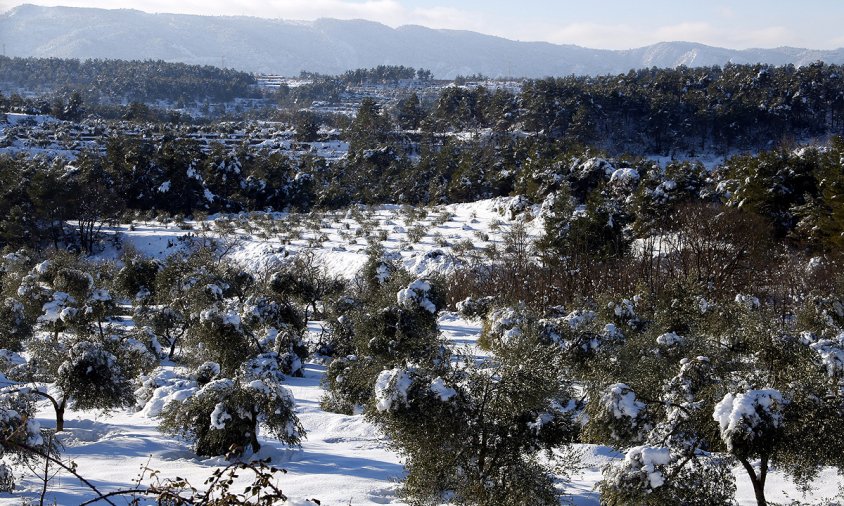 Imatge on es pot veure un camp d'oliveres amb arbres amb rames trencades pel pes de la neu, a Vinaixa, el passat 12 de gener