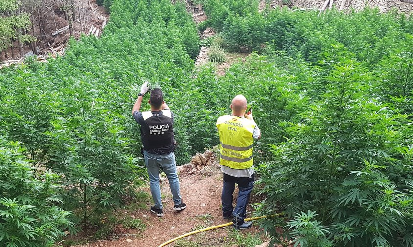 Plantació de marihuana desmantellada a Masboquera
