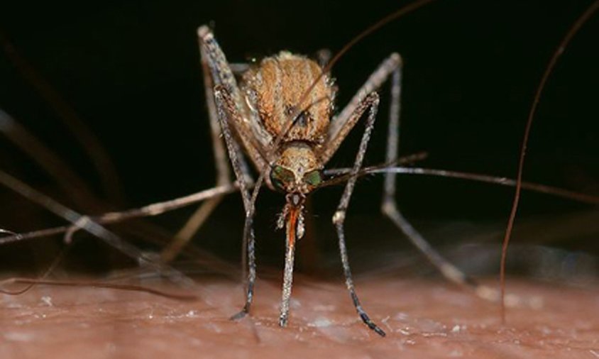 S'ha detectat la presència del virus en mosquits de la zona