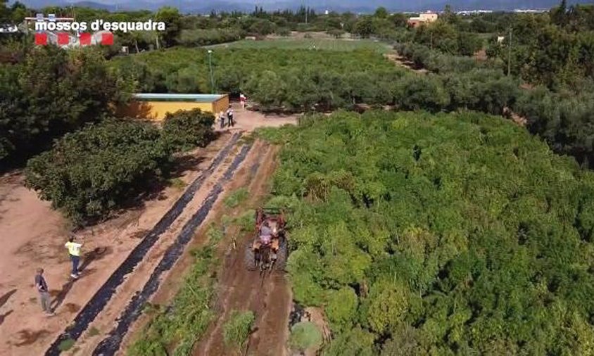 Imatge de les plantacions de cànem localitzades pels Mossos d'Esquadra