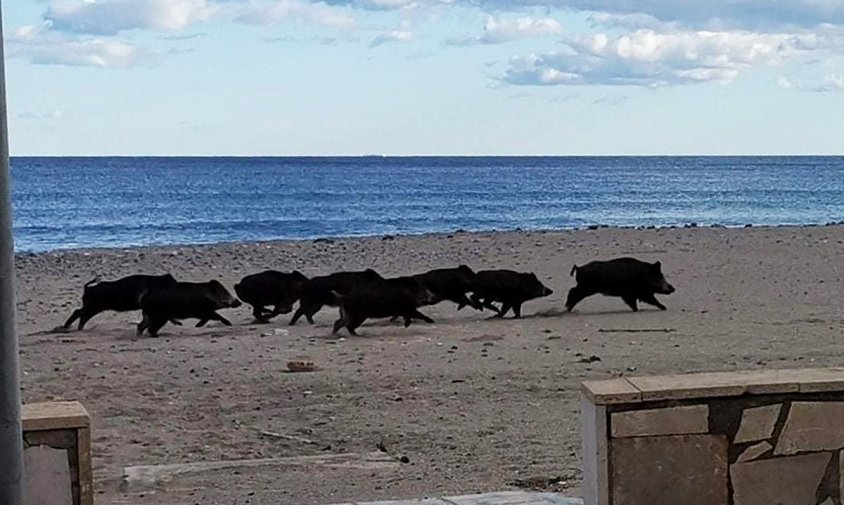 El grup de senglars corrent a la platja Cristall de Miami Platja