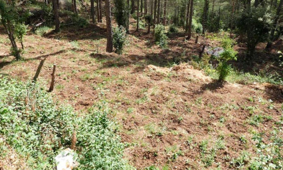 Els Mossos d'Esquadra detenen dues persones i desmantellen una plantació de marihuana a la Febró