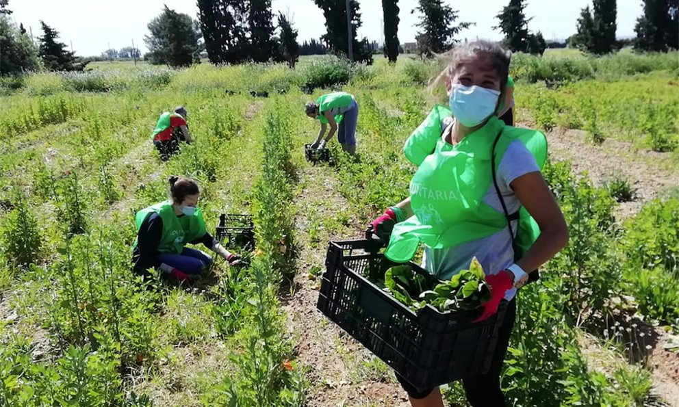 La Fundació Espigoladors organitza una espigolada de bròquil a Cambrils en la seva lluita contra el malbaratament alimentari