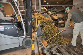 La Cooperativa Agrícola preveu produir uns 650.000 litres d'oli en la campanya d'enguany