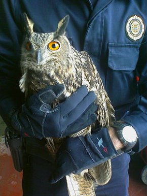 La Patrulla Verda de la Policia Local rescata un gran duc que tenia ferides en una ala