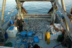 La pesca del sorell protagonitza l'activitat pesquera aquests primers dies de l'any