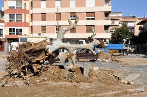 Es trasplanten els plataners de la plaça del Pòsit