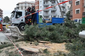 Es talla un dels pins de la plaça d'Aragó 