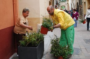 La campanya "Omplim de flors el Barri Antic" replanta les flors de les jardineres del carrer Major