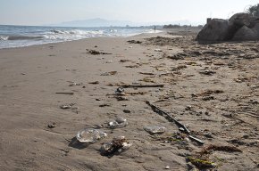 Un nombrós banc de meduses arriba fins al litoral cambrilenc 