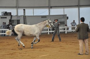 El concurs morfològic engega l'11a edició de la Fira del Cavall de Cambrils