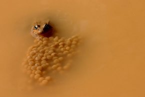 El cambrilenc Pep Gener guanya un primer premi de fotografia de natura valorat en 900 euros