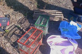 La Policia Local de Cambrils enxampa a dos caçadors furtius d'ocells, sense permís i fora de temporada