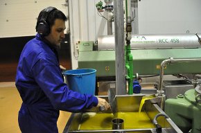 La Cooperativa Agrícola produeix 420.000 litres doli en la campanya d'enguany