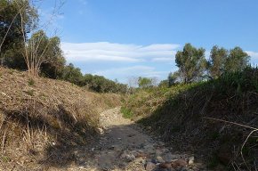 L'Agència Catalana de l'Aigua (ACA) neteja un quilòmetre de la riera del Regueral