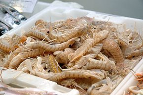 Degustació de fideus amb galeres aquest diumenge al port de Cambrils
