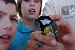 L'Escola de Naturalistes "El Gaig Blau" realitza un anellament científic d'ocells