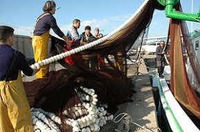 Inici fluix de la nova temporada de la pesca del sector del llum
