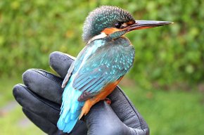 Es rescata un blauet, una au protegida que va ser localitzada a la terrassa del Casal Municipal de la Gent Gran