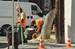 Es talen dos arbres situats a la cantonada de la rambla de Jaume I amb el carrer de Galceran Marquet