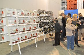 Èxit del II Concurs Cambrils Ornitològic amb la participació de 700 canaris, 200 més que l'any 2010
