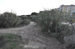 La restauració ambiental del tram final de la riera de Riudoms es va escurçar uns 100 metres respecte al projecte inicial