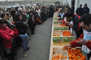 Les instal·lacions de la Cooperativa Agrícola acolliran, aquest dissabte, una matinal farcida d'actes de Sant Antoni 2013