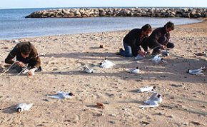 L'Institut Català d'Ornitologia fa un anellatge de gavines capnegres a la platja de Cambrils