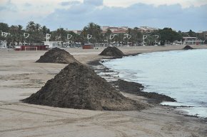 Es retiren grans quantitats d'algues dipositades a les platges del litoral de llevant