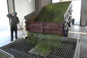 La Cooperativa Agrícola celebrarà, aquest diumenge, la Festa de l'Oli Nou
