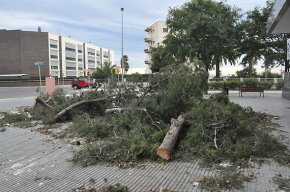 Una vorera de l'avinguda de la Diputació acumula troncs i branques de pi des de la ventada de finals d'octubre