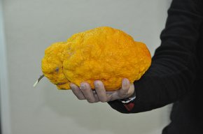 Una cambrilenca cull una taronja de grans dimensions amb un pes de 700 grams