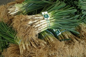 La Cooperativa Agrícola preveu vendre més d'un milió de calçots aquesta temporada