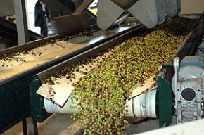L'oli de la Cooperativa guanya el premi del Ministeri d'Agricultura al millor oli fruitat madur