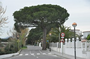 Un pi centenari situat al carrer de Daniel Vierge és declarat arbre d'interès local