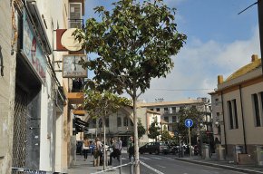 Es retira un rusc d'abelles que penjava d'un arbre al carrer de Jacint Verdaguer