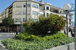 Es talla una gran morera que estava situada a la plaça de les Remendadores